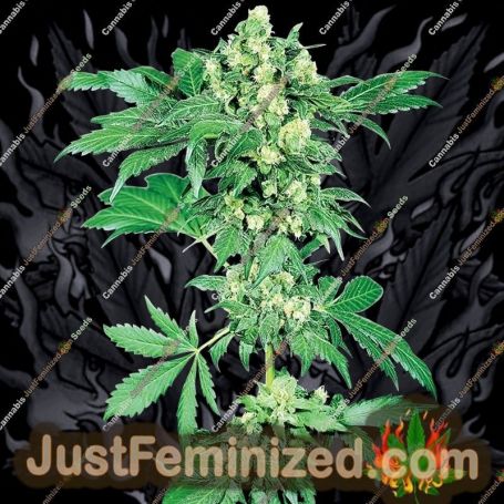 Maple Leaf Indica by Sensi Seeds Cannabis Seeds For Sale at Just Feminized