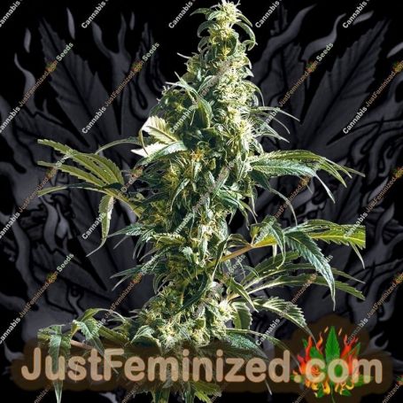 Mexican Sativa by Sensi Seeds Cannabis Seeds For Sale at Just Feminized
