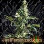 Mexican Sativa by Sensi Seeds Cannabis Seeds For Sale at Just Feminized