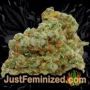 Mexican Sativa by Sensi Seeds Buds Weed Ganja Skunk Pot Reefer Dope Herb Pics Images