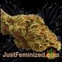 Mexican Sativa by Sensi Seeds Buds Weed Ganja Skunk Pot Reefer Dope Herb Pics Images