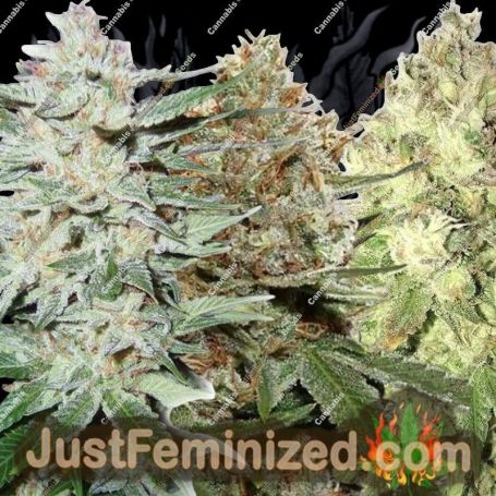 Mixed Pack by Sensi Seeds Cannabis Seeds For Sale at Just Feminized