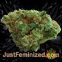 Mixed Pack by Sensi Seeds Buds Weed Ganja Skunk Pot Reefer Dope Herb Pics Images