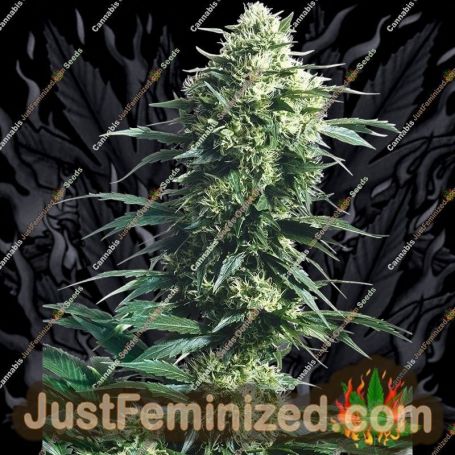Mothers Finest by Sensi Seeds Cannabis Seeds For Sale at Just Feminized