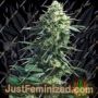Mothers Finest by Sensi Seeds Cannabis Seeds For Sale at Just Feminized