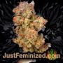 Mothers Finest by Sensi Seeds Buds Weed Ganja Skunk Pot Reefer Dope Herb Pics Images