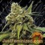 Utopia Haze by Barneys Farm Cannabis Seeds For Sale at Just Feminized
