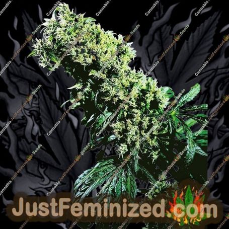 NL No.5 x Haze by Sensi Seeds Cannabis Seeds For Sale at Just Feminized