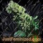 NL No.5 x Haze by Sensi Seeds Cannabis Seeds For Sale at Just Feminized