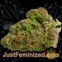 NL No.5 x Haze by Sensi Seeds Buds Weed Ganja Skunk Pot Reefer Dope Herb Pics Images