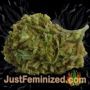 NL No.5 x Haze by Sensi Seeds Buds Weed Ganja Skunk Pot Reefer Dope Herb Pics Images