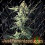 Northern Lights by Sensi Seeds Cannabis Seeds For Sale at Just Feminized