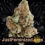 Northern Lights by Sensi Seeds Buds Weed Ganja Skunk Pot Reefer Dope Herb Pics Images