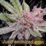 Blue Afghani Silver Haze by Sensi Seeds Cannabis Seeds For Sale at Just Feminized