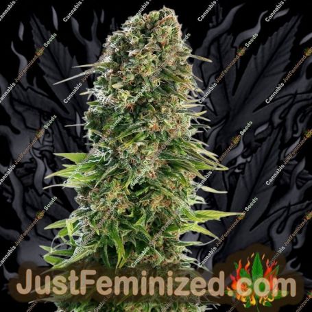Kush x Hindu Kush Auto by Sensi Seeds Cannabis Seeds For Sale at Just Feminized