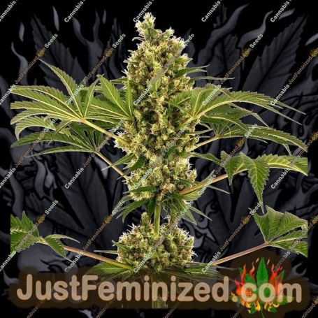 Sensi Auto by Sensi Seeds Cannabis Seeds For Sale at Just Feminized