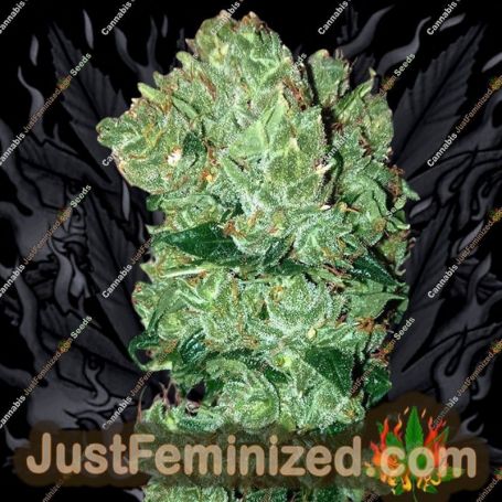 Ruderalis Skunk by Sensi Seeds Cannabis Seeds For Sale at Just Feminized