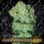 Ruderalis Skunk by Sensi Seeds Cannabis Seeds For Sale at Just Feminized