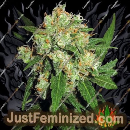 Sensi Skunk by Sensi Seeds Cannabis Seeds For Sale at Just Feminized