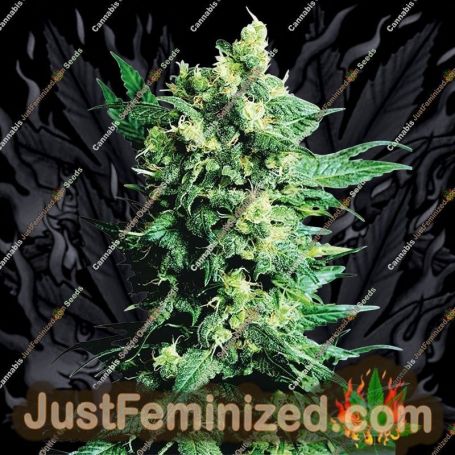 Shiva Shanti ll by Sensi Seeds Cannabis Seeds For Sale at Just Feminized