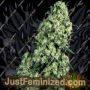 Skunk No.1 by Sensi Seeds Cannabis Seeds For Sale at Just Feminized