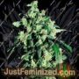 Super Skunk by Sensi Seeds Cannabis Seeds For Sale at Just Feminized