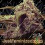 Assassin Auto by Short Stuff Cannabis Seeds For Sale at Just Feminized