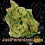 Assassin Auto by Short Stuff Buds Weed Ganja Skunk Pot Reefer Dope Herb Pics Images