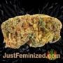 Assassin Auto by Short Stuff Buds Weed Ganja Skunk Pot Reefer Dope Herb Pics Images
