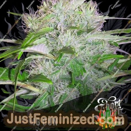 Big Gun Auto by Short Stuff Cannabis Seeds For Sale at Just Feminized