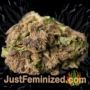 Jedi Kush Auto by Short Stuff Buds Weed Ganja Skunk Pot Reefer Dope Herb Pics Images