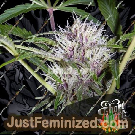 Pink Grapefruit Auto by Short Stuff Cannabis Seeds For Sale at Just Feminized