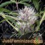 Pink Grapefruit Auto by Short Stuff Cannabis Seeds For Sale at Just Feminized