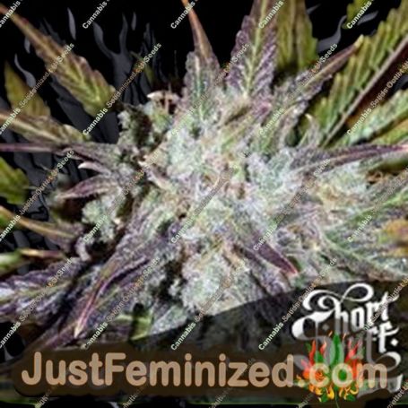 Purple Amnesia Auto by Short Stuff Cannabis Seeds For Sale at Just Feminized