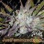 Purple Amnesia Auto by Short Stuff Cannabis Seeds For Sale at Just Feminized