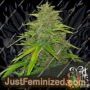 Purple Gorilla Auto by Short Stuff Cannabis Seeds For Sale at Just Feminized
