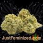 Purple Gorilla Auto by Short Stuff Buds Weed Ganja Skunk Pot Reefer Dope Herb Pics Images