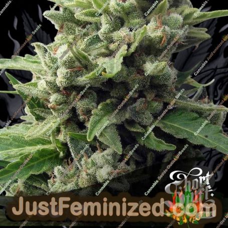 Spanish Diesel Auto by Short Stuff Cannabis Seeds For Sale at Just Feminized