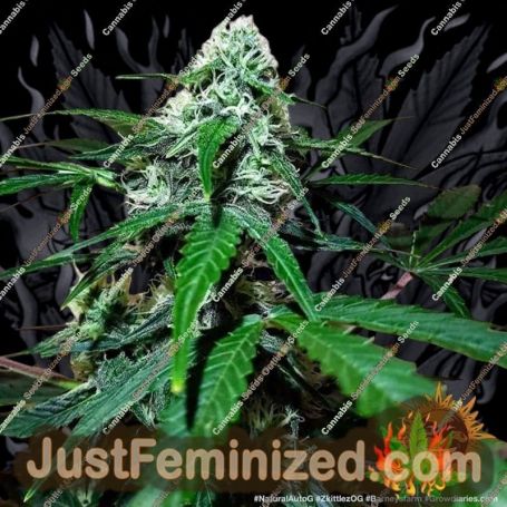 Zkittlez OG Auto by Barneys Farm Cannabis Seeds For Sale at Just Feminized