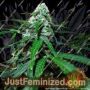 Zkittlez OG Auto by Barneys Farm Cannabis Seeds For Sale at Just Feminized