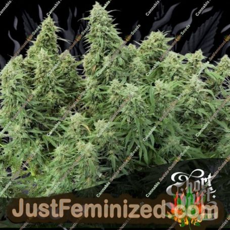 Stardawg Auto by Short Stuff Cannabis Seeds For Sale at Just Feminized