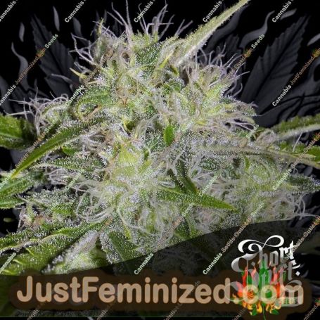 Yeti Auto by Short Stuff Cannabis Seeds For Sale at Just Feminized