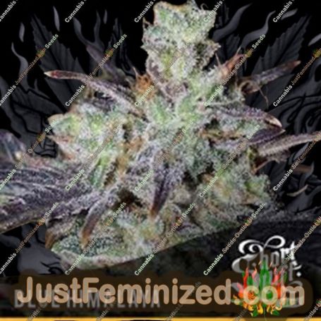 Blue Himalaya Auto by Short Stuff Cannabis Seeds For Sale at Just Feminized