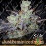 Blue Himalaya Auto by Short Stuff Cannabis Seeds For Sale at Just Feminized