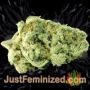 Blue Himalaya Auto by Short Stuff Buds Weed Ganja Skunk Pot Reefer Dope Herb Pics Images