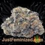Blue Himalaya Auto by Short Stuff Buds Weed Ganja Skunk Pot Reefer Dope Herb Pics Images