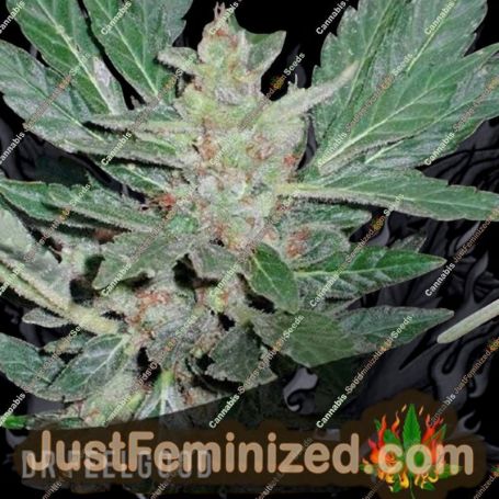 Dr Feelgood Auto by Short Stuff Cannabis Seeds For Sale at Just Feminized