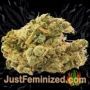 Dr Feelgood Auto by Short Stuff Buds Weed Ganja Skunk Pot Reefer Dope Herb Pics Images