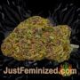 Himalayan Blue Diesel Auto by Short Stuff Buds Weed Ganja Skunk Pot Reefer Dope Herb Pics Images