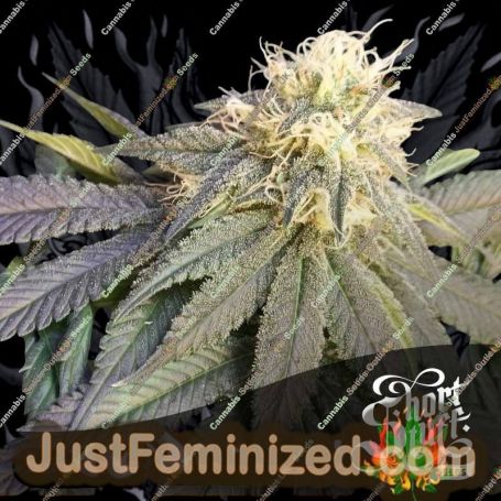 No.1 Auto by Short Stuff Cannabis Seeds For Sale at Just Feminized